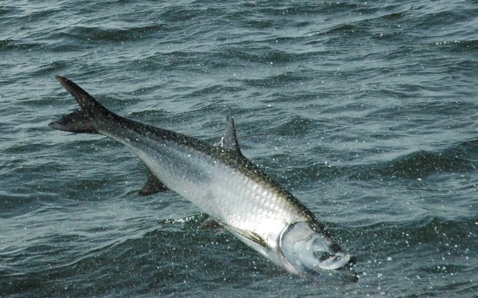 What Happens to Fishing During a Cold Front in Tampa Bay