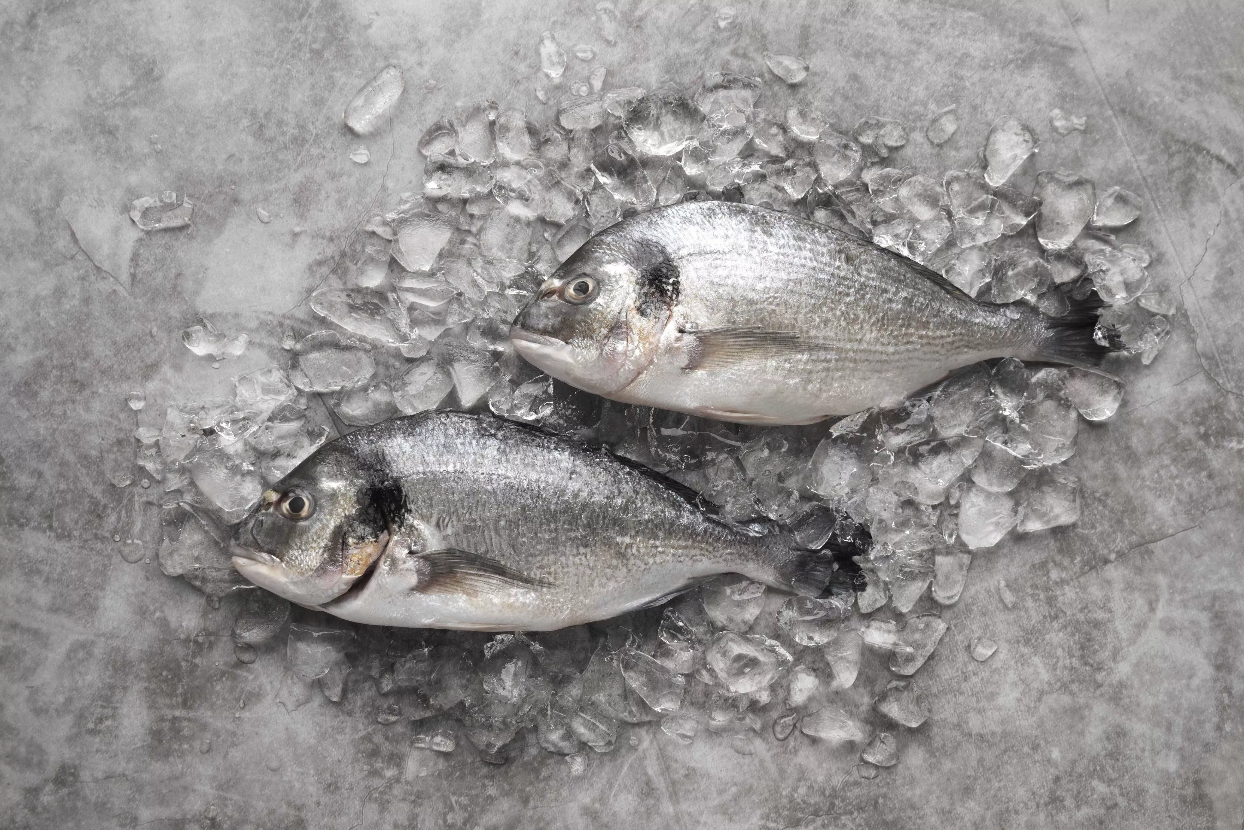 The Best Ways to Keep Your Catch Fresh After a Tampa Bay Charter