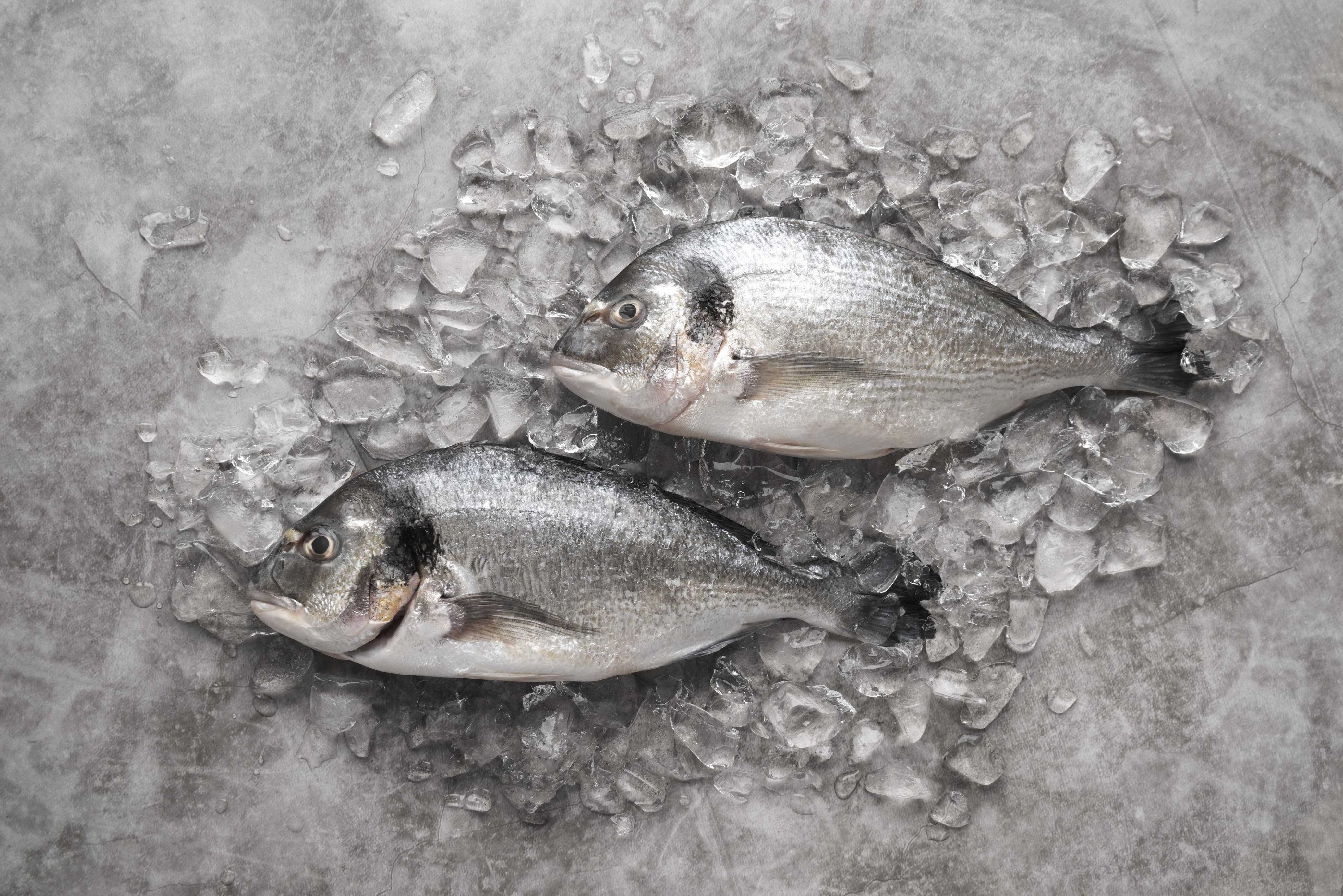 The Best Ways to Keep Your Catch Fresh After a Tampa Bay Charter