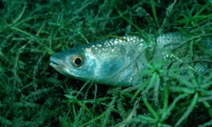 mullet in seagrass